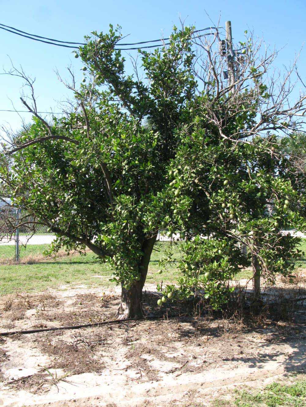            Habit (Sanguinelli, Winter Haven, FL)   